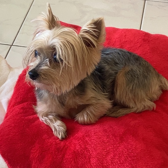 Dog lover’s theme macrame multi tone bracelet - Picture 5 of 8